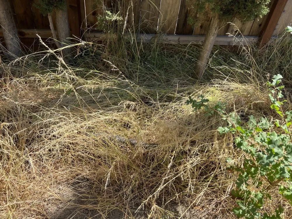 Reliable garden landscaping with custom design in Santa Clara, CA by Shubha Landscape Design