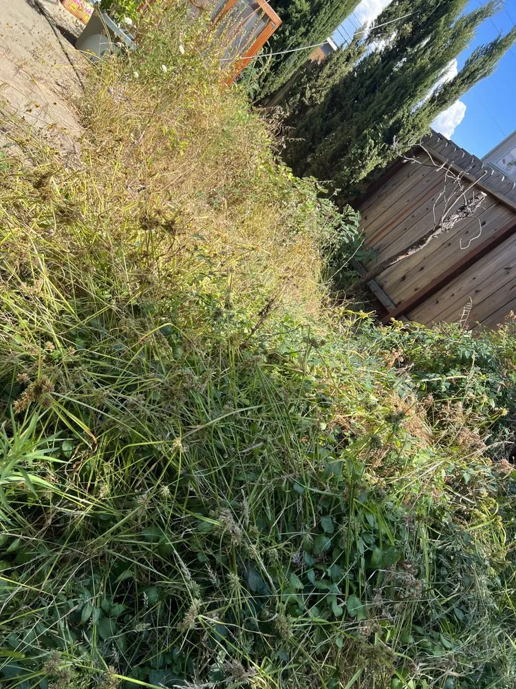 Professional outdoor landscaping experts serving Santa Clara, CA - Shubha Landscape Design