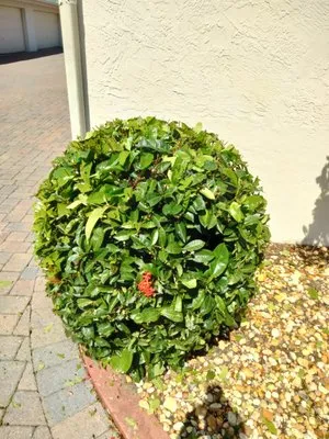 Shunny Dayz Lawn Maintenance Logo