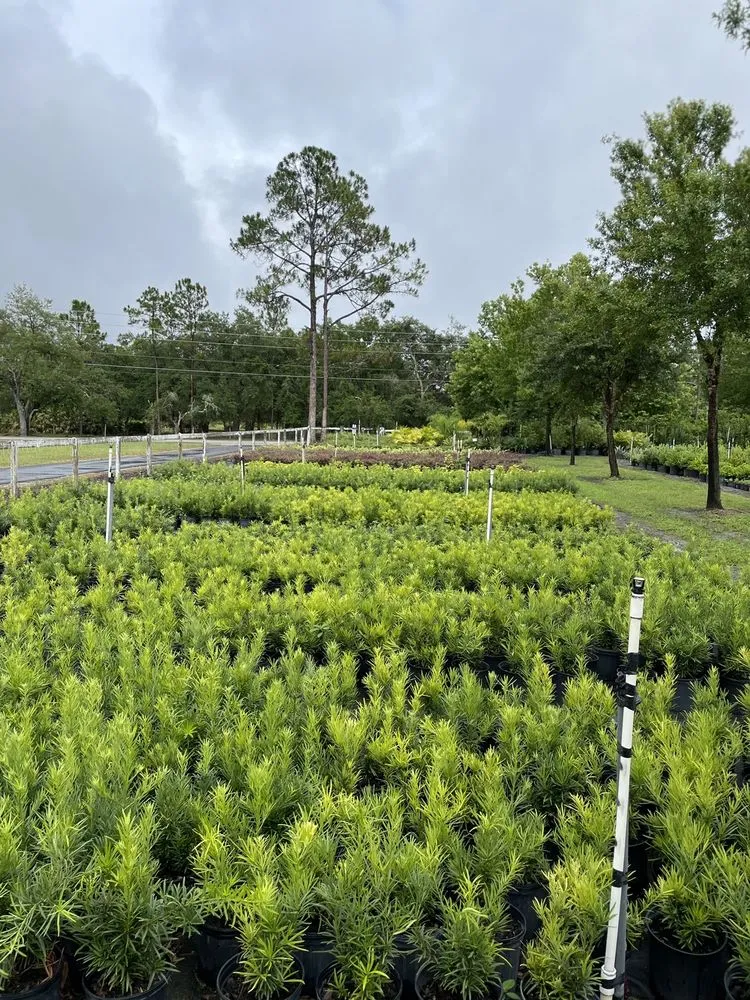 Expert landscaping services with custom design in Orlando, FL by Sieffert's Nursery