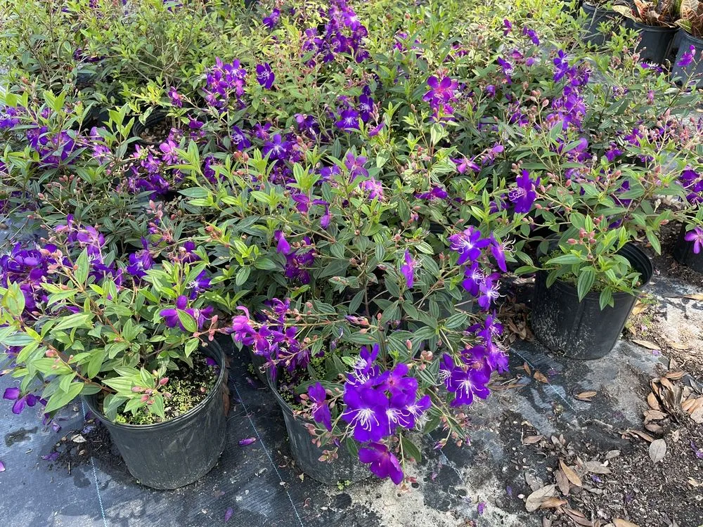 Local landscape installation experts serving Orlando, FL - Sieffert's Nursery