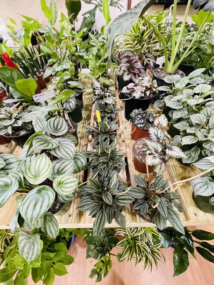 Expert landscaping services in Orlando, FL by Sieffert's Nursery