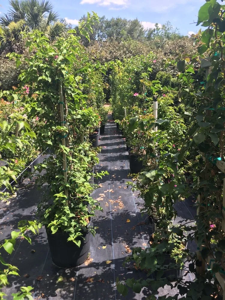 Custom yard maintenance in Orlando, FL by Sieffert's Nursery