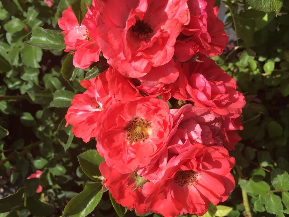 Expert landscaping services in Orlando, FL by Sieffert's Nursery