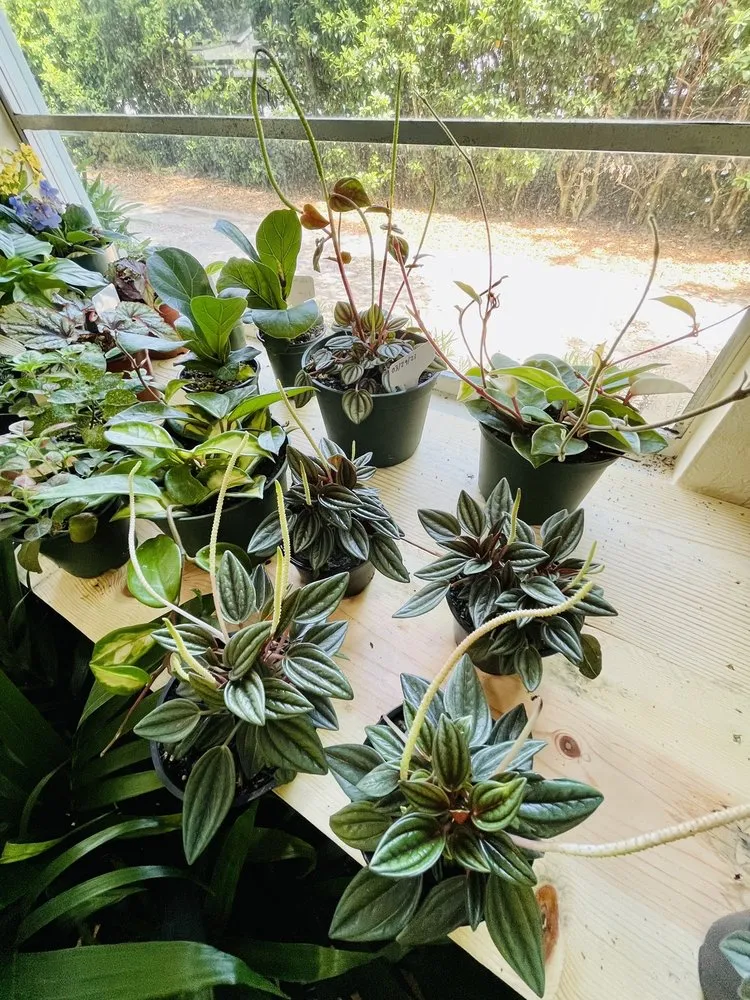 Reliable lawn care service in Orlando, FL by Sieffert's Nursery