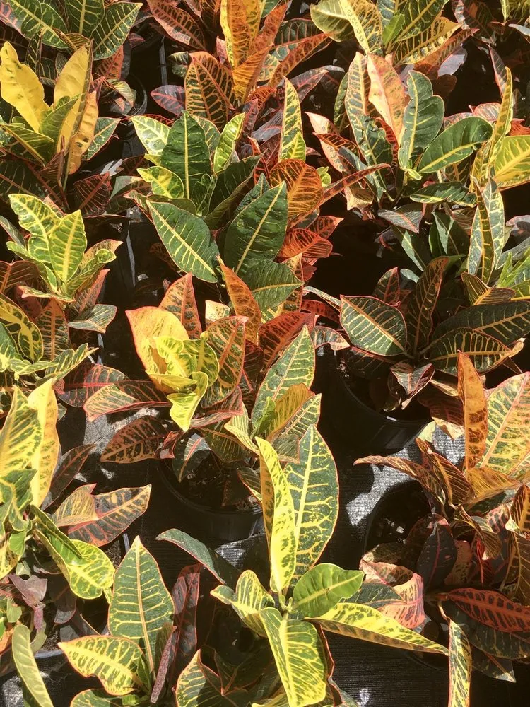 Affordable lawn care service with custom design in Orlando, FL by Sieffert's Nursery