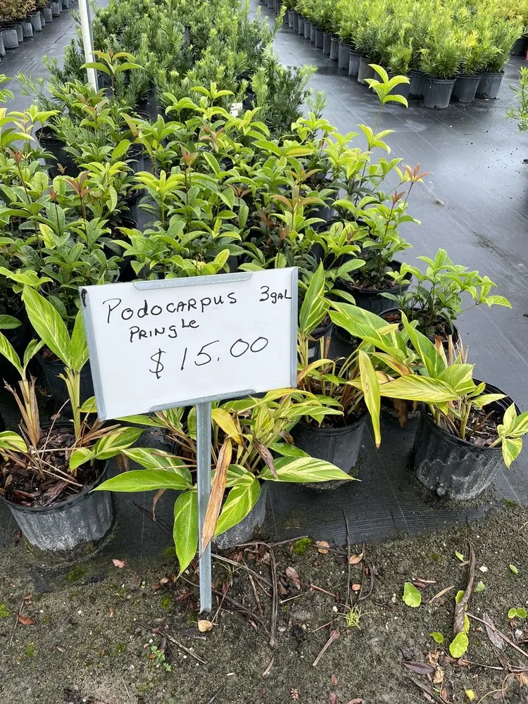 Affordable landscape installation experts serving Orlando, FL - Sieffert's Nursery