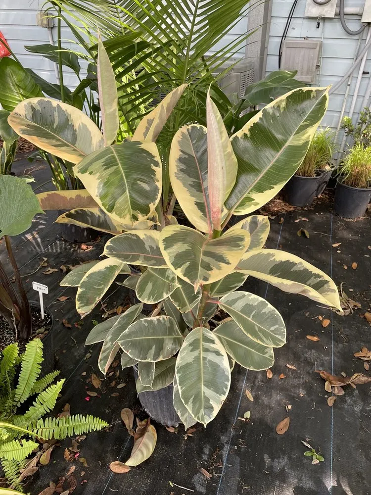 Affordable garden landscaping experts serving Orlando, FL - Sieffert's Nursery