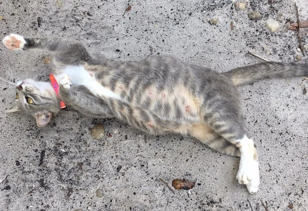 Local outdoor landscaping experts serving Orlando, FL - Sieffert's Nursery