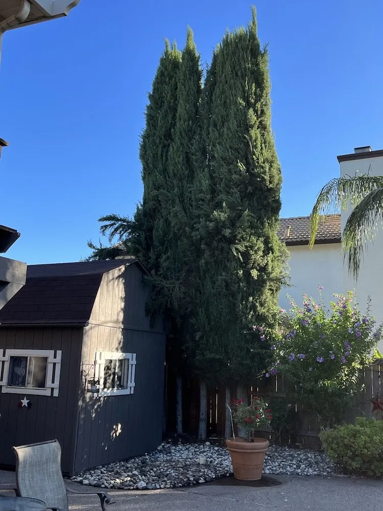 Top-rated landscaping services for year-round maintenance across Auburn, CA - Sierra Country Tree & Landscape