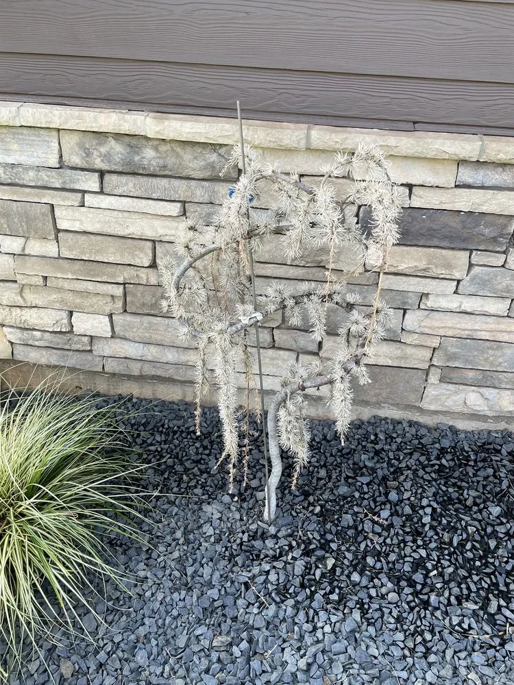 Expert landscape installation in Paradise, CA - Sierra Garden & Landscape