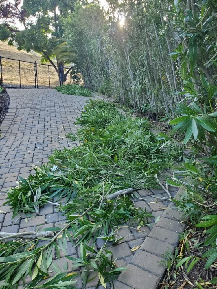 Top-rated lawn care service with custom design in San Jose, CA by Sierra Hills Landscaping