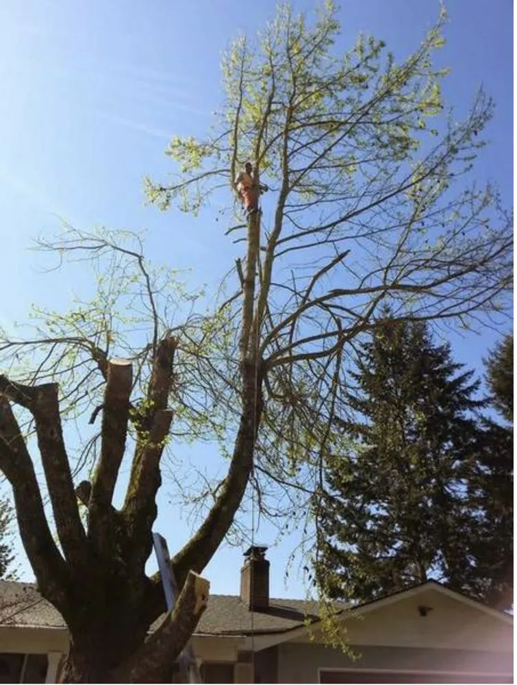 Professional landscaping services experts serving Dayton, OR - Sierra Lake Landscape Maintenance