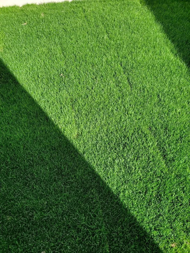 Reliable yard cleanup service in Escondido, CA - Sierra Landscape