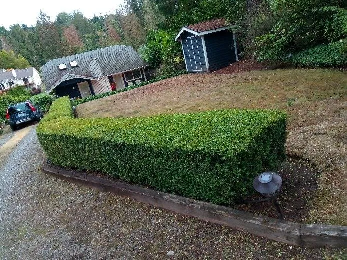 Trusted yard maintenance near you across Newcastle, WA - Sierra Landscape