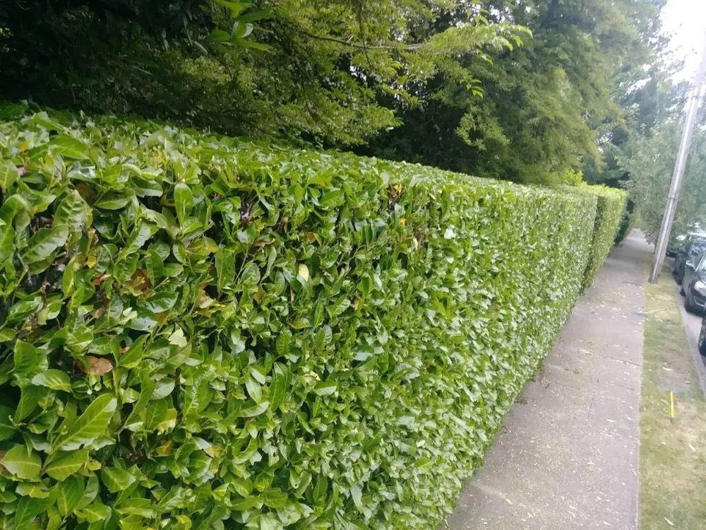 Trusted lawn mowing service for beautiful yards across Newcastle, WA - Sierra Landscape