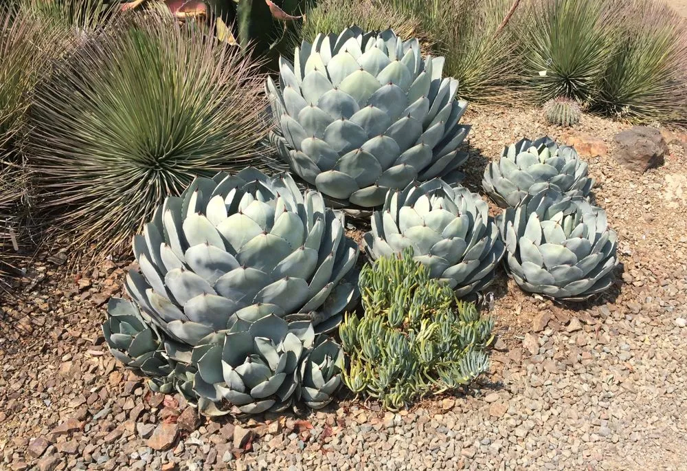 Reliable residential landscaping near you across Napa, CA - Sierra Landscape Services