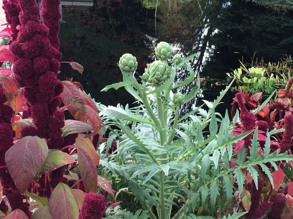 Top-rated yard cleanup service in Napa, CA by Sierra Landscape Services