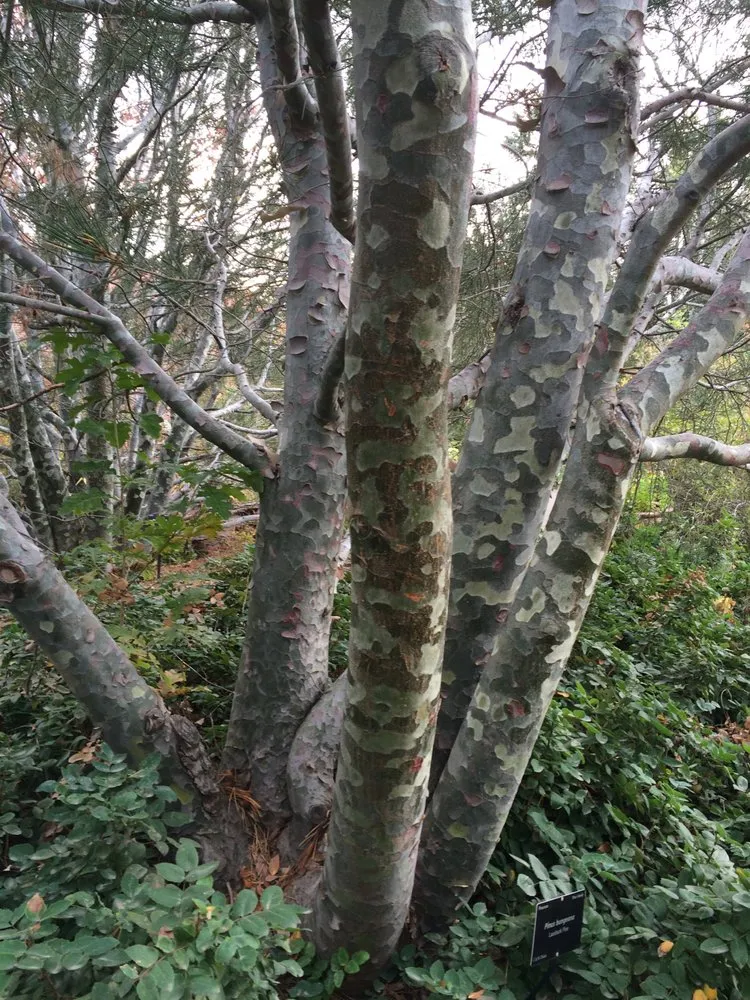 Local lawn mowing service experts serving Napa, CA - Sierra Landscape Services