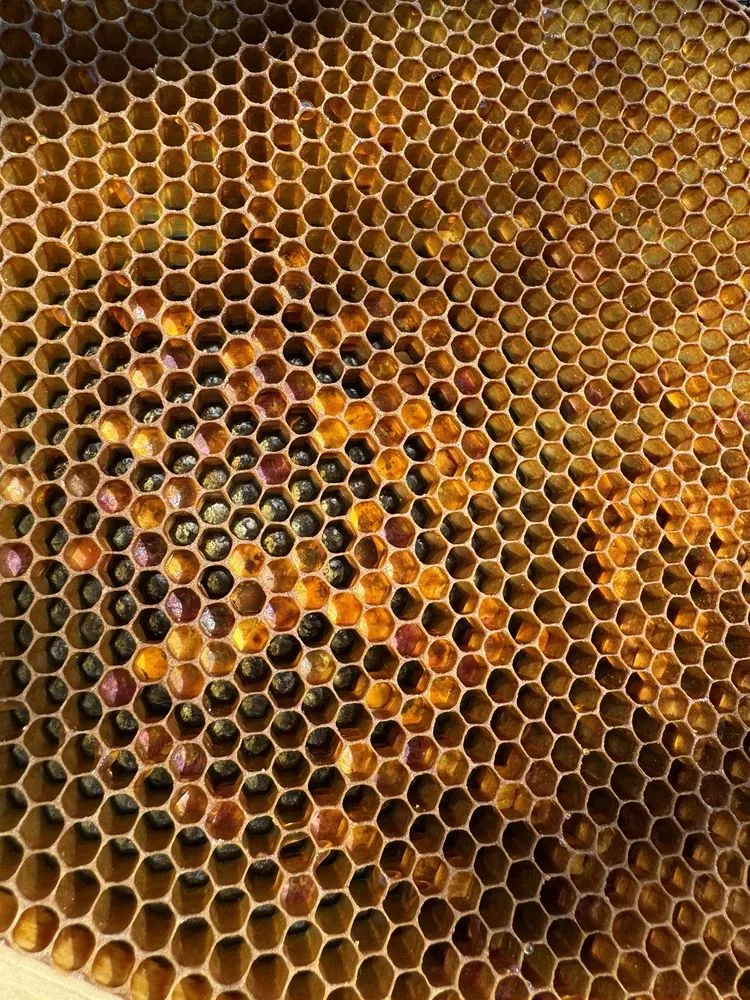 Local landscaping services for year-round maintenance across Reno, NV - Sierra Nevada Yard Care