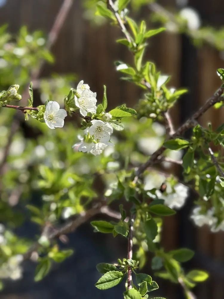 Affordable lawn care service experts serving Reno, NV - Sierra Nevada Yard Care