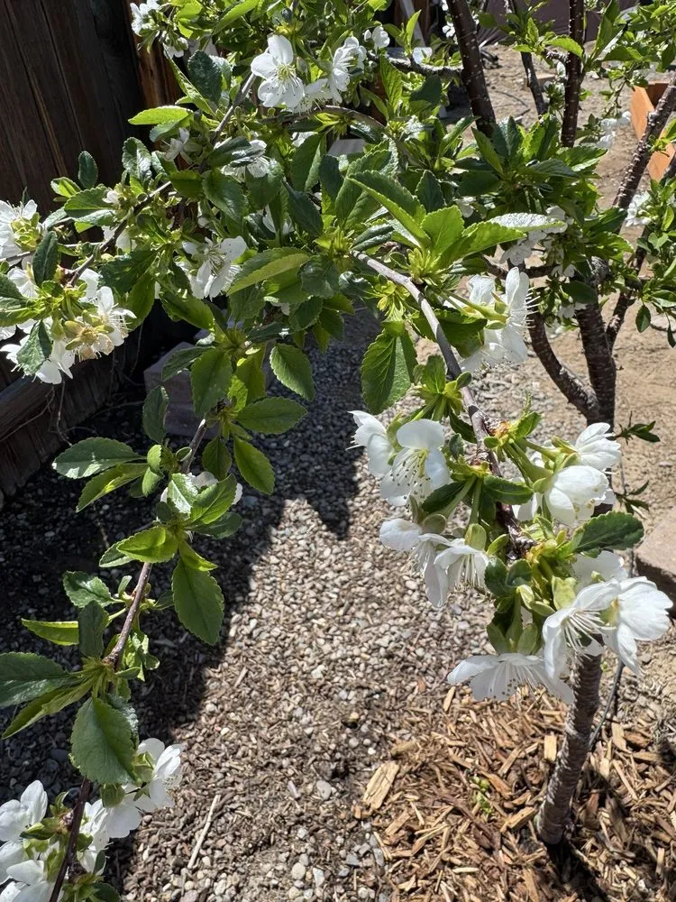 Custom landscape design in Reno, NV by Sierra Nevada Yard Care