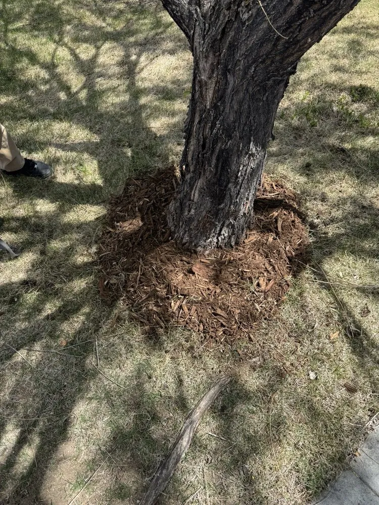 Reliable landscape installation in Reno, NV - Sierra Nevada Yard Care