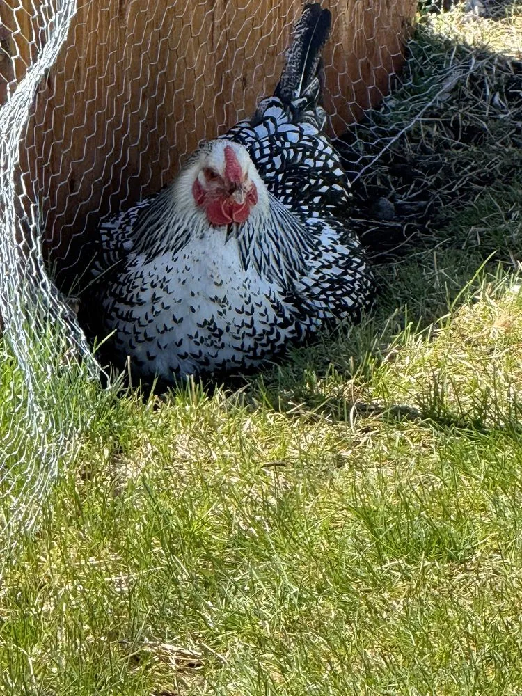 Affordable garden landscaping for outdoor upgrades across Reno, NV - Sierra Nevada Yard Care