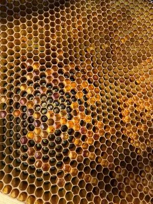 Sierra Nevada Yard Care Logo