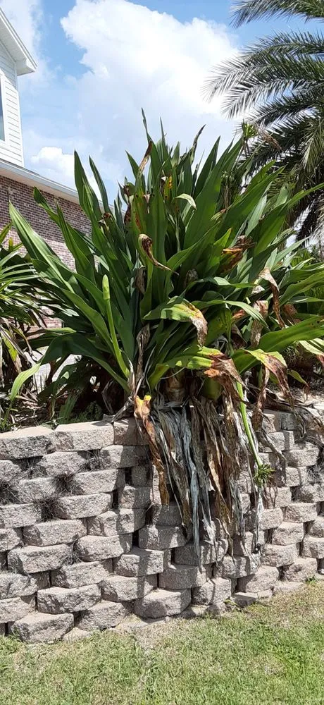 Expert landscape design for homes in Panama City, FL by Sierra Pro Services