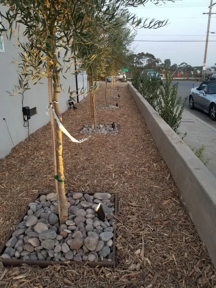 Professional residential landscaping in San Diego, CA by Sierra Revolution Landscaping