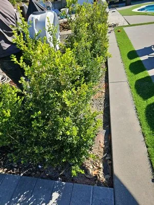 Sierra Revolution Landscaping Logo