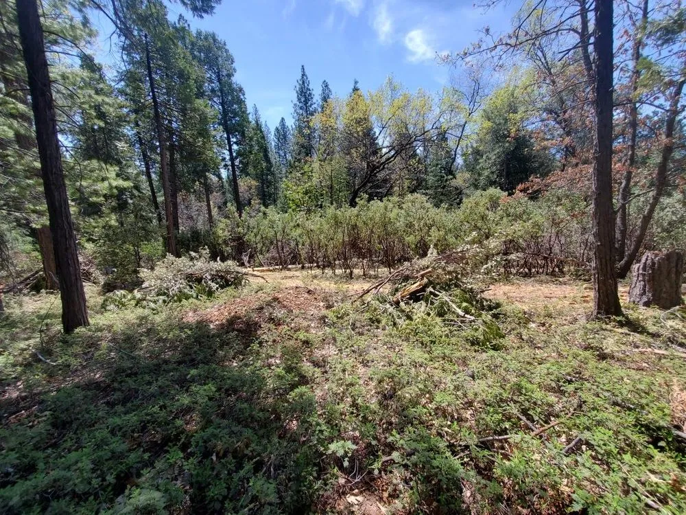 Expert landscape design for homes across Smith Valley, NV - Sierra Timber Scape