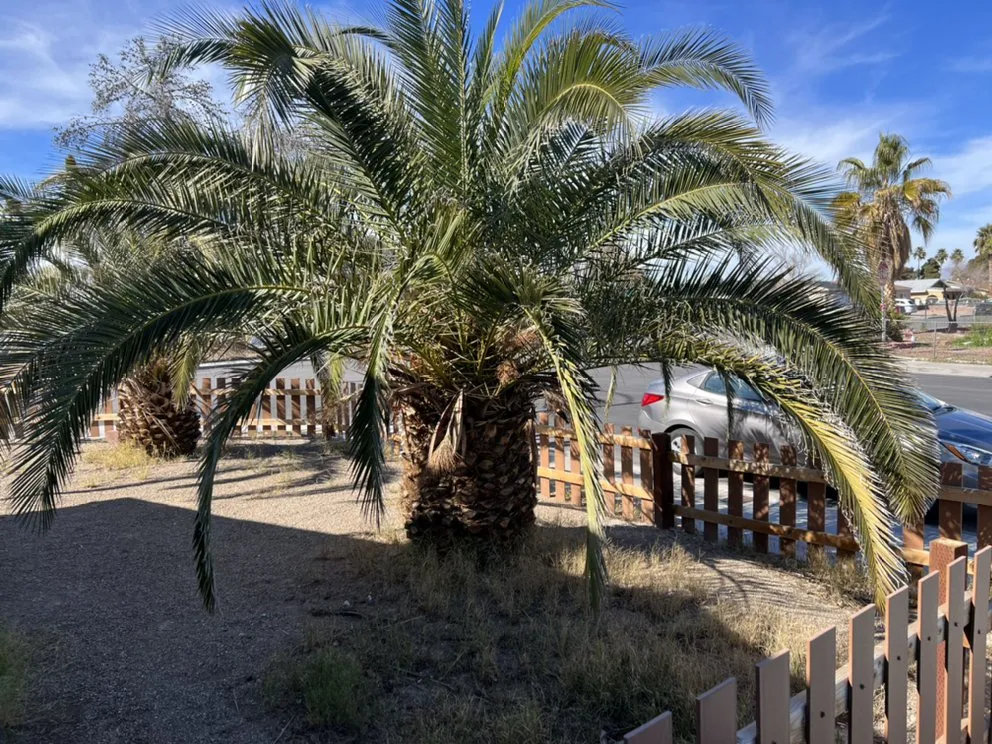 Affordable yard cleanup service experts serving Las Vegas, NV - Sierra View Landscape