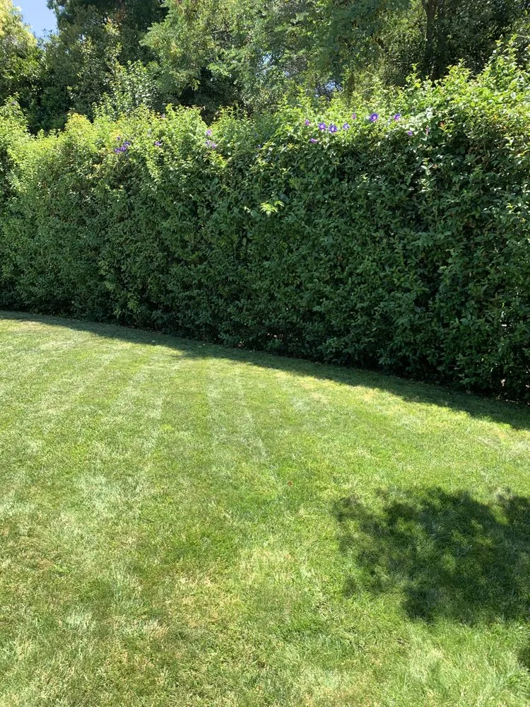 Custom residential landscaping in Orangevale, CA - Sierra Vista Landscape Services