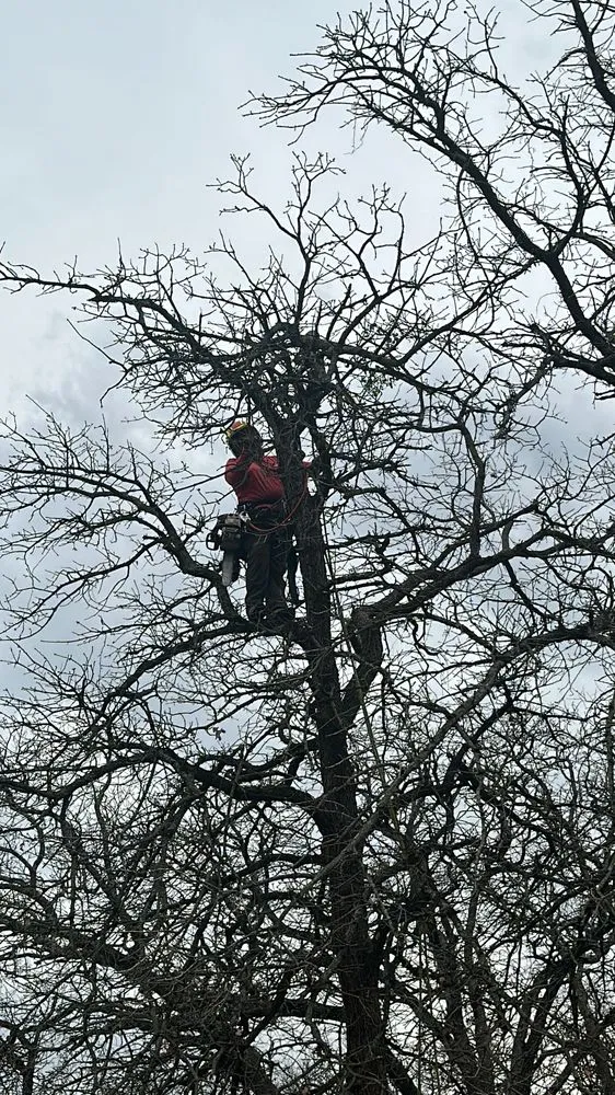 Trusted landscape installation near you in Hurst, TX by Sierra's Tree Service