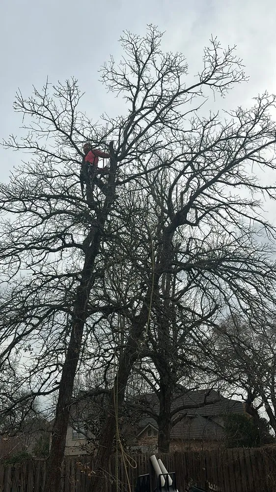 Affordable residential landscaping experts serving Hurst, TX - Sierra's Tree Service