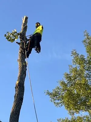 Sierra's Tree Service