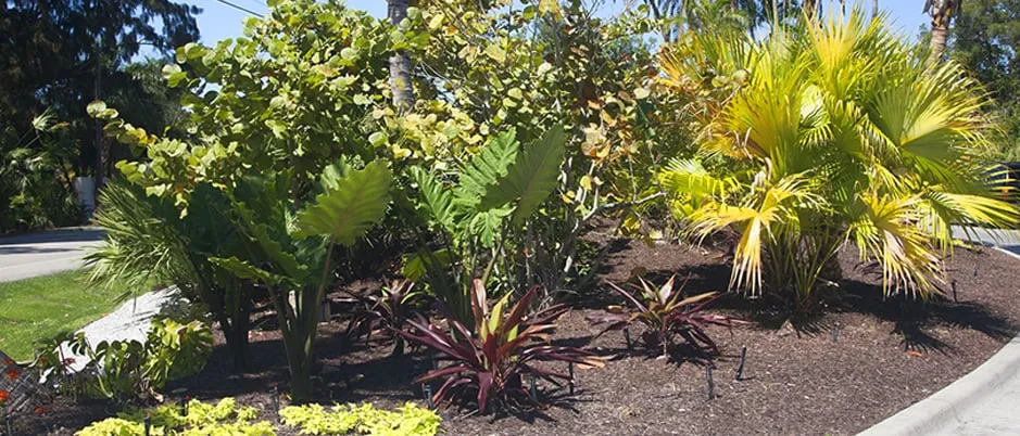 Professional landscape design in Sarasota, FL by Siesta Key Landscape