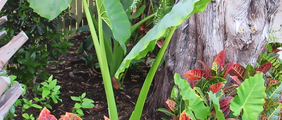 Expert outdoor landscaping in Sarasota, FL - Siesta Key Landscape