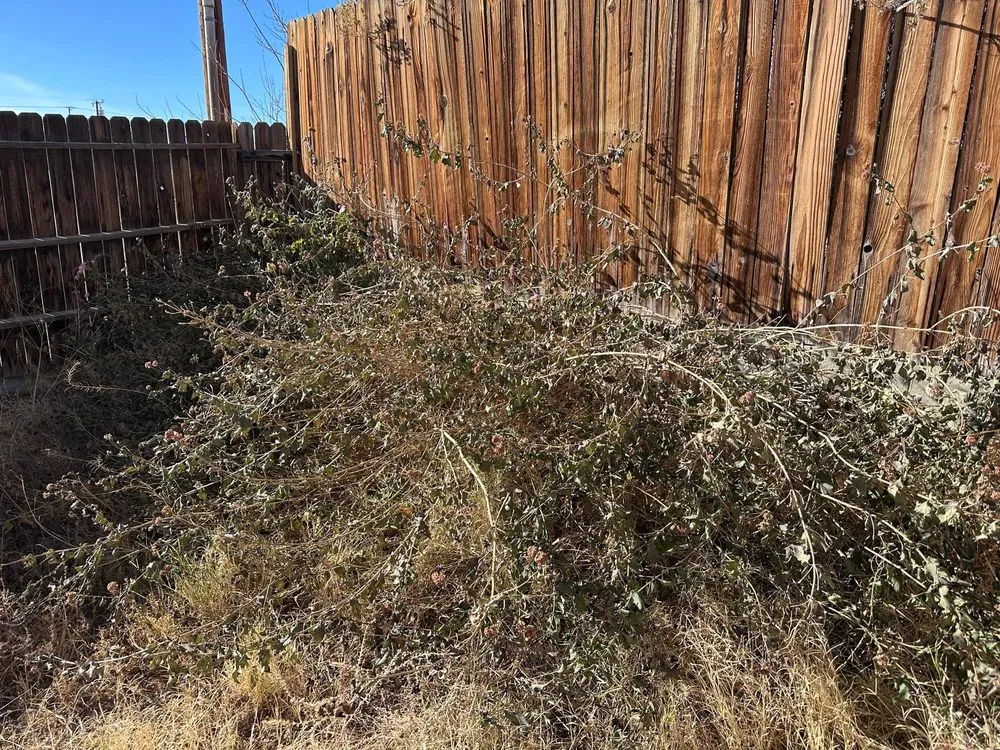 Reliable yard maintenance in Ridgecrest, CA - Sigala Yard Service