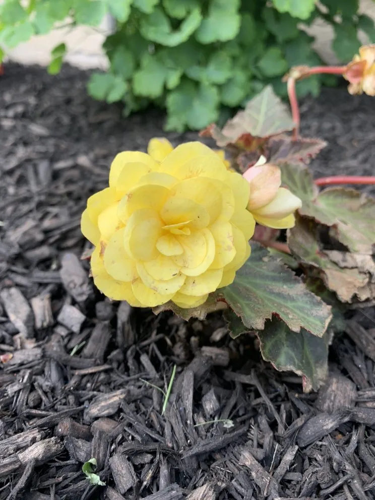 Custom garden landscaping with custom design in Elkton, MD by Signature Designs Custom Landscaping