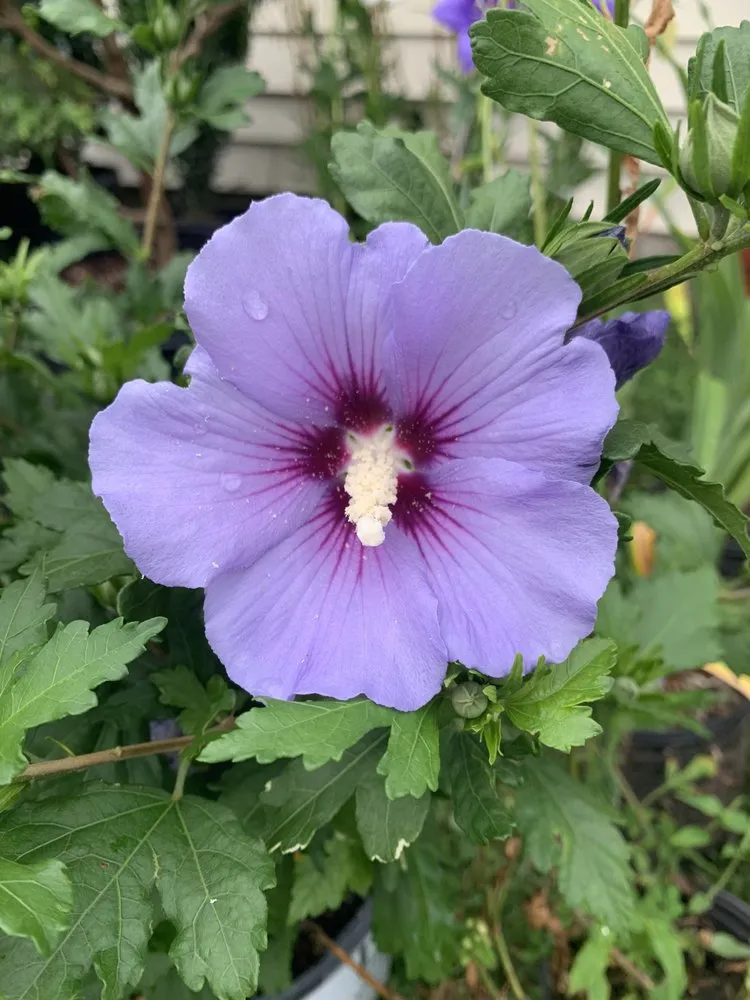 Trusted landscape installation for outdoor upgrades in Elkton, MD by Signature Designs Custom Landscaping