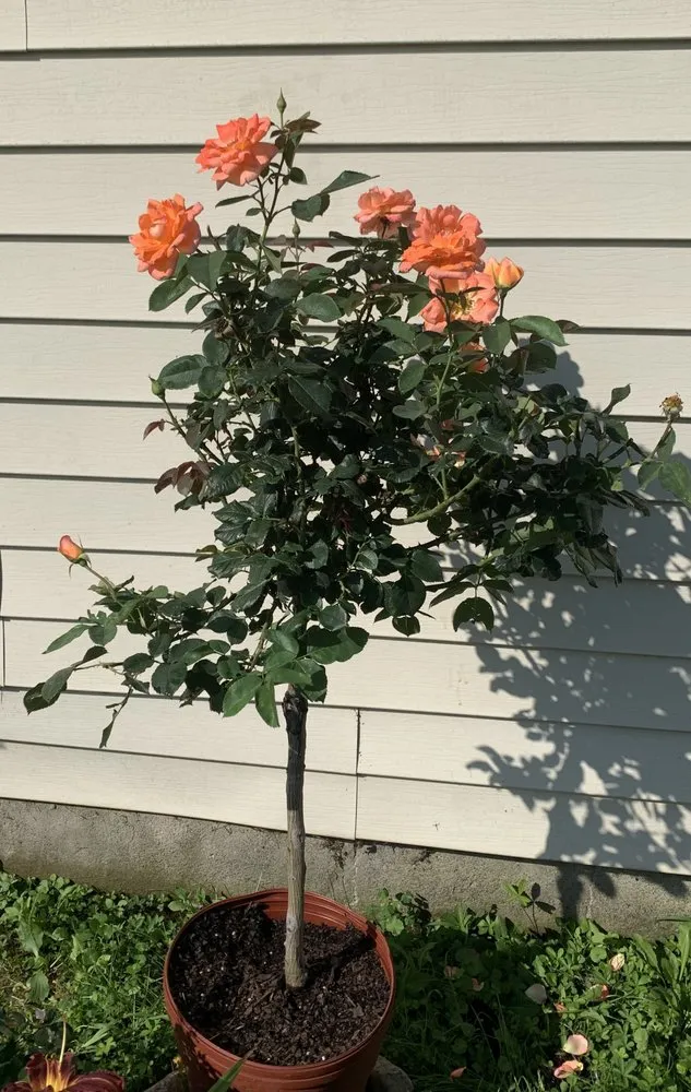 Local garden landscaping for residential properties in Elkton, MD by Signature Designs Custom Landscaping