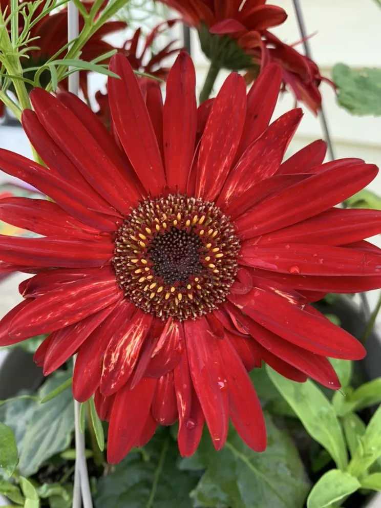 Affordable garden landscaping experts serving Elkton, MD - Signature Designs Custom Landscaping