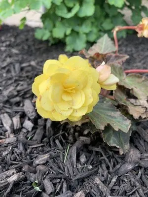 Signature Designs Custom Landscaping Logo