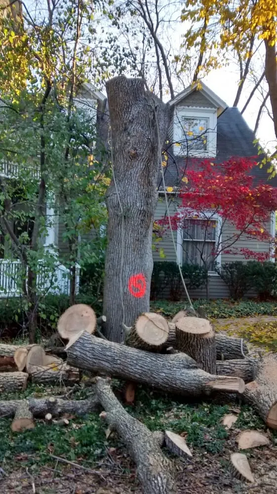 Affordable lawn care service in Joliet, IL by Signature Ill Tree Services