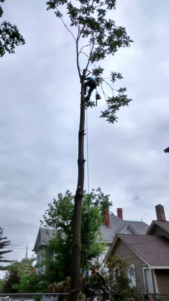 Top-rated landscaping services in Joliet, IL - Signature Ill Tree Services