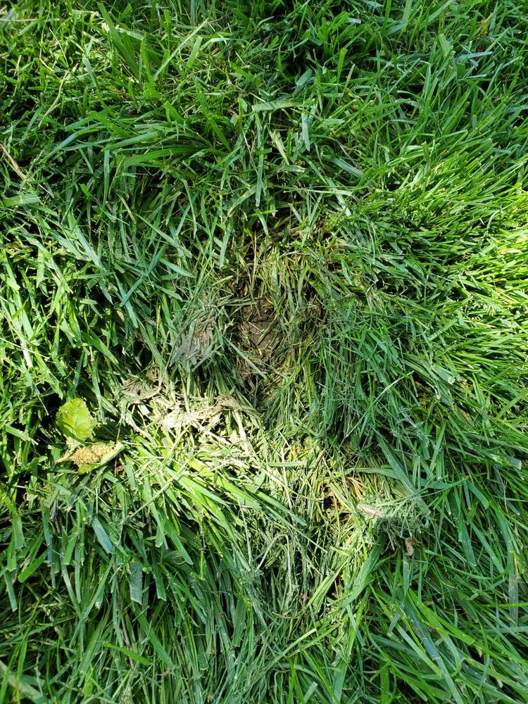 Trusted landscape design with custom design across Olathe, KS - Signature Landscape