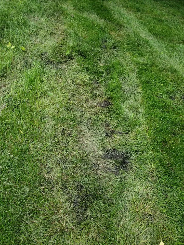 Custom landscape design experts serving Olathe, KS - Signature Landscape